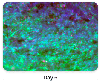 Live Cell Staining with Fluorescence Dyes day 6